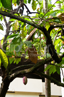 Kakaobaum mit Kakaofrucht, Cacao tree with cacaofruit