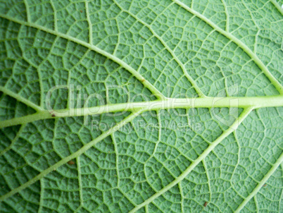 Macro photo of leaf