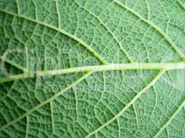 Macro photo of leaf