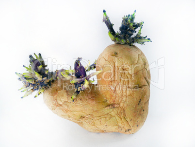 potato sprouts