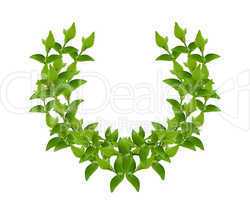 Wreath from Green leaves