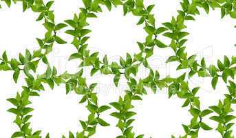 Wreath from Green leaves
