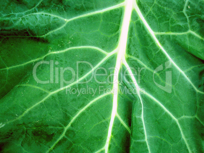 Macro photo of leaf