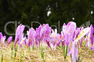 crocus sativus