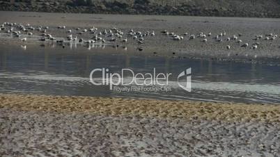 seagull habitat at beach.