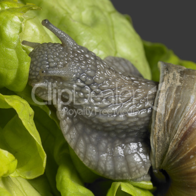 Grapevine snail closeup