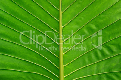 green leaf