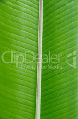 leaf as background