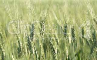 Green wheat field