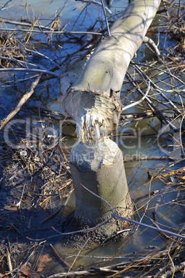 The beavers work.