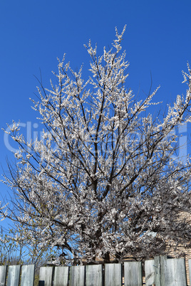 Cherry tree blooming.