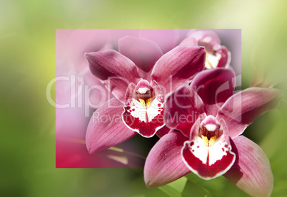 Orchids flowers macro in pink and soft background.