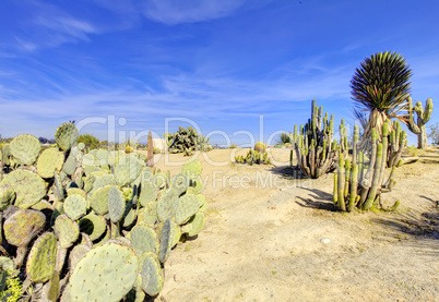 Balboa park in San Diego, cactus garden with desert.