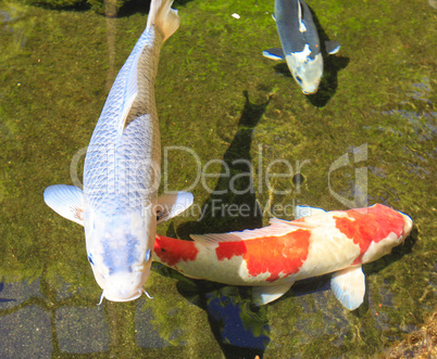 Koi fish asian carp in the pond.