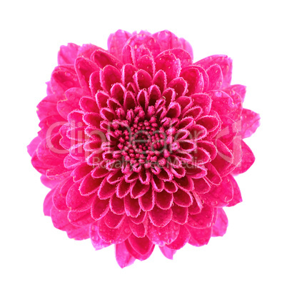 Pink Chrysanthemum