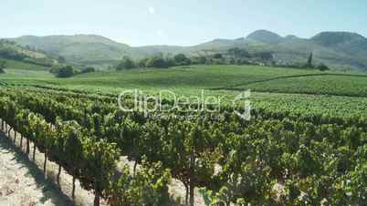 Jib up over wine grape vineyard