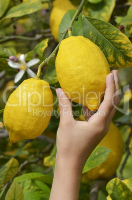 Kinderhand pflückt Zitrone