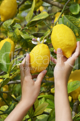 Kinderhände greifen reife Zitronen