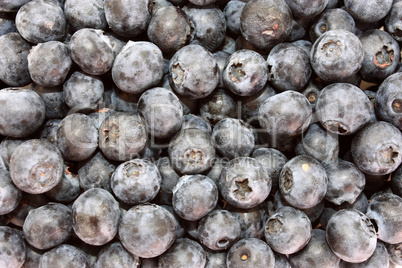 Fresh blueberries