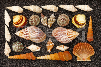 Seashells