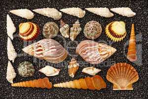 Seashells