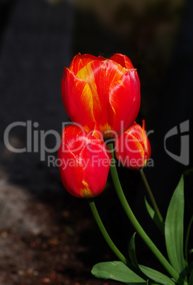 Tulpen