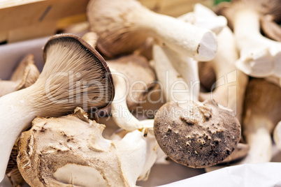 oyster mushroom