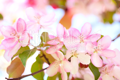 Sakura flowers blooming