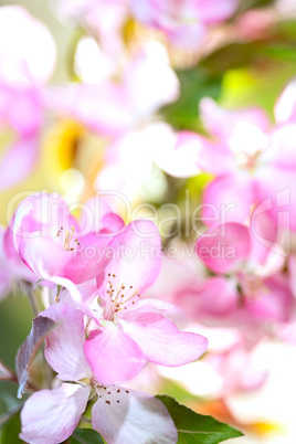 Sakura flowers blooming