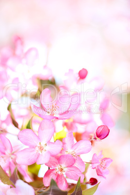 Sakura flowers blooming