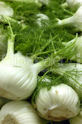 fennel