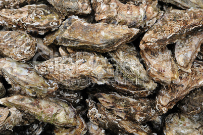 oyster