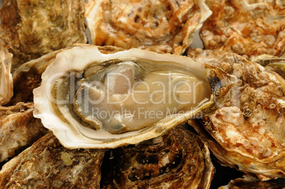 oyster