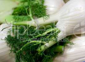 fresh green fennel closeup