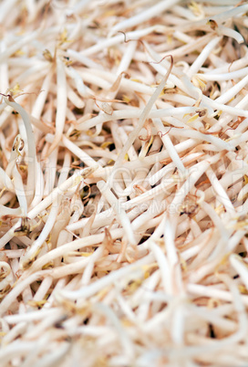 fresh soybean sprouts closeup