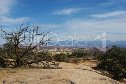 Dry tree on rock plateau with view of high desert and Manti La Sal Mountains, Utah