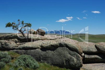 Tree growing out of rocks, highway, prairie and mountains at Split Rock, Wyoming