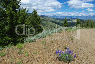 Flowers on gravel road with view of hills, vast valleys and Hawley Mountains, Challis National Forest, Idaho