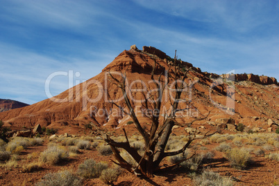 Dry tree with red mountain in Grand Stair Escalante National Monument, Utah
