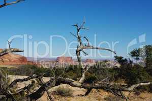 Dry tree, forest and red buttes near Canyonlands National Park, Utah
