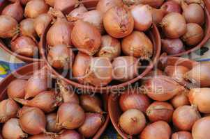 shallot