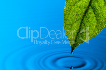 Green Leaf and Water Drop