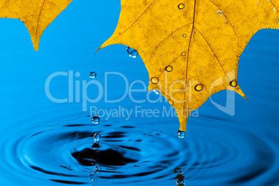 Yellow Leaf and Water Drop