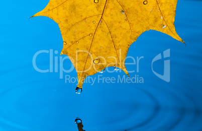 Yellow Leaf and Water Drop