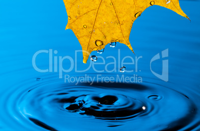 Yellow Leaf and Water Drop