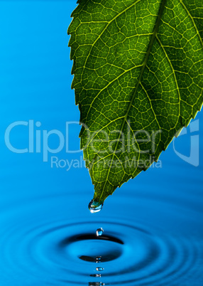 Green Leaf and Water Drop
