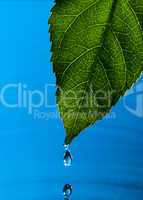 Green Leaf and Water Drop