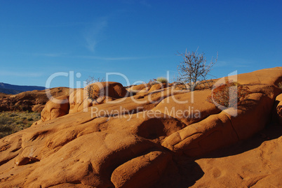 Orange rock hills with dry trees, Grand Stair Escalante National Monument, Utah