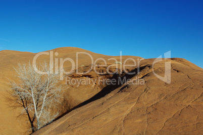 Orange rock hill with white dry tree and shadow, Grand Stair Escalante National Monument, Utah