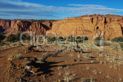 Dry trees, red rock hills and mountains, Capitol Reef National Park, Utah